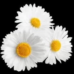3 chamomile flowers pictured in isolation